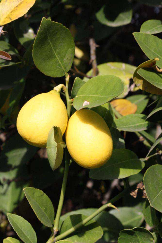            Fruit (Abhayapuri, Riverside, CA)   